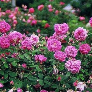 Meet your Posher, Carol